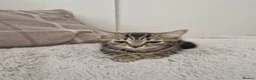 Domestic Shorthair cats for sale: Ready to go  - Advert 9