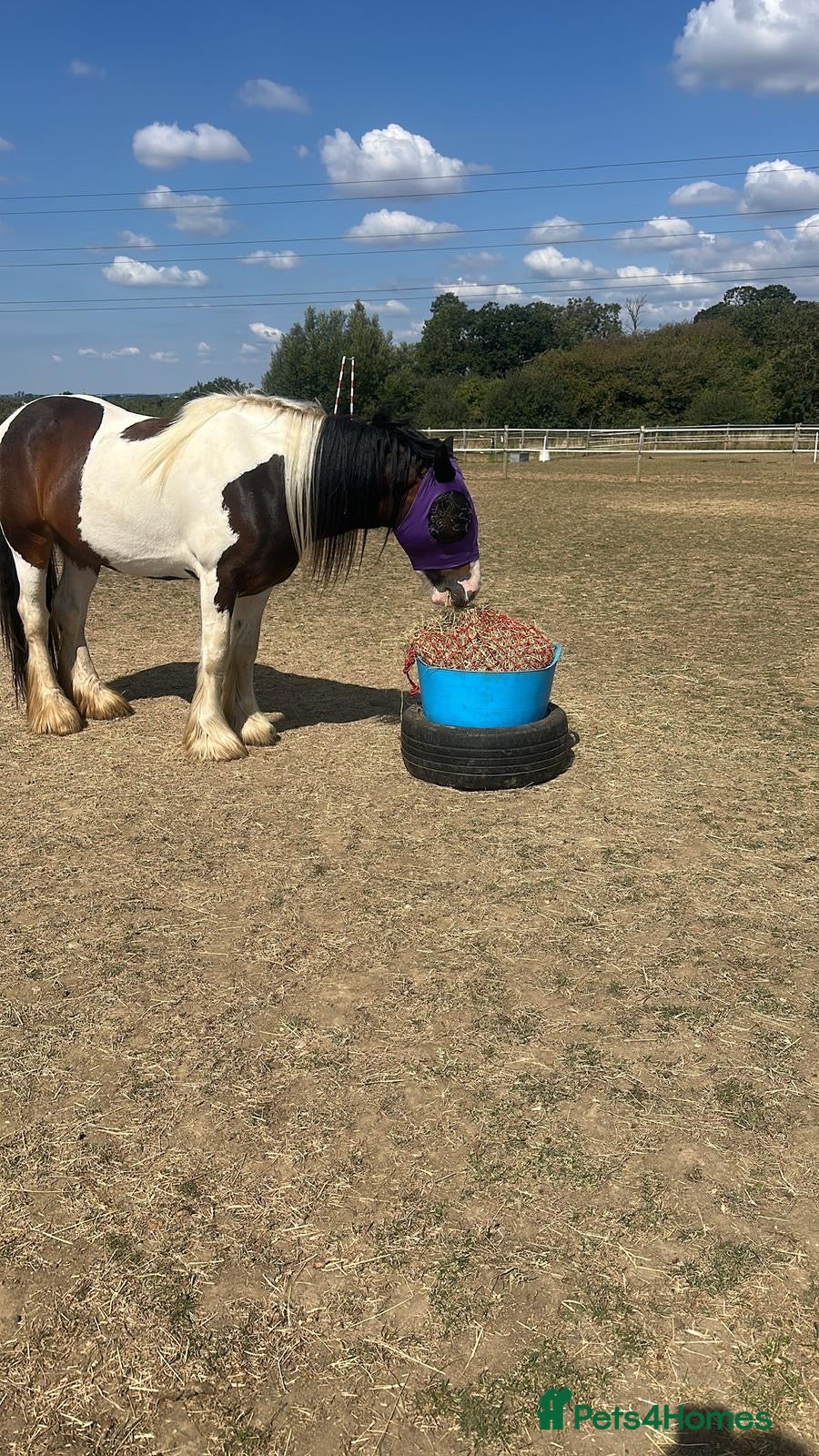 Irish Cob horses LOLA💗 - Advert 1