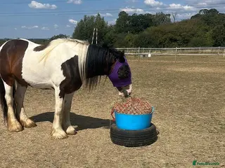 Irish Cob horses LOLA💗 - Advert 5