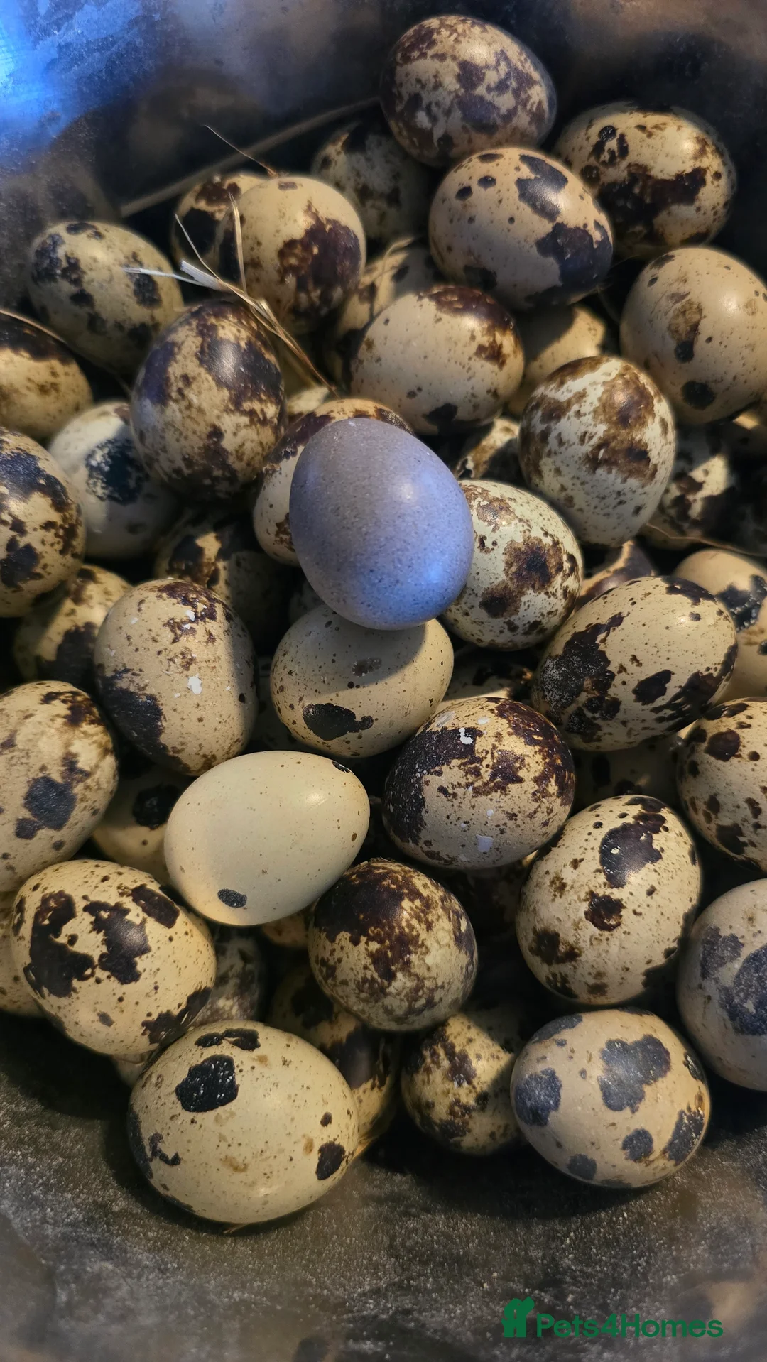 Quail poultry for sale: FERTILE COTURNIX EGGS  - Advert 2