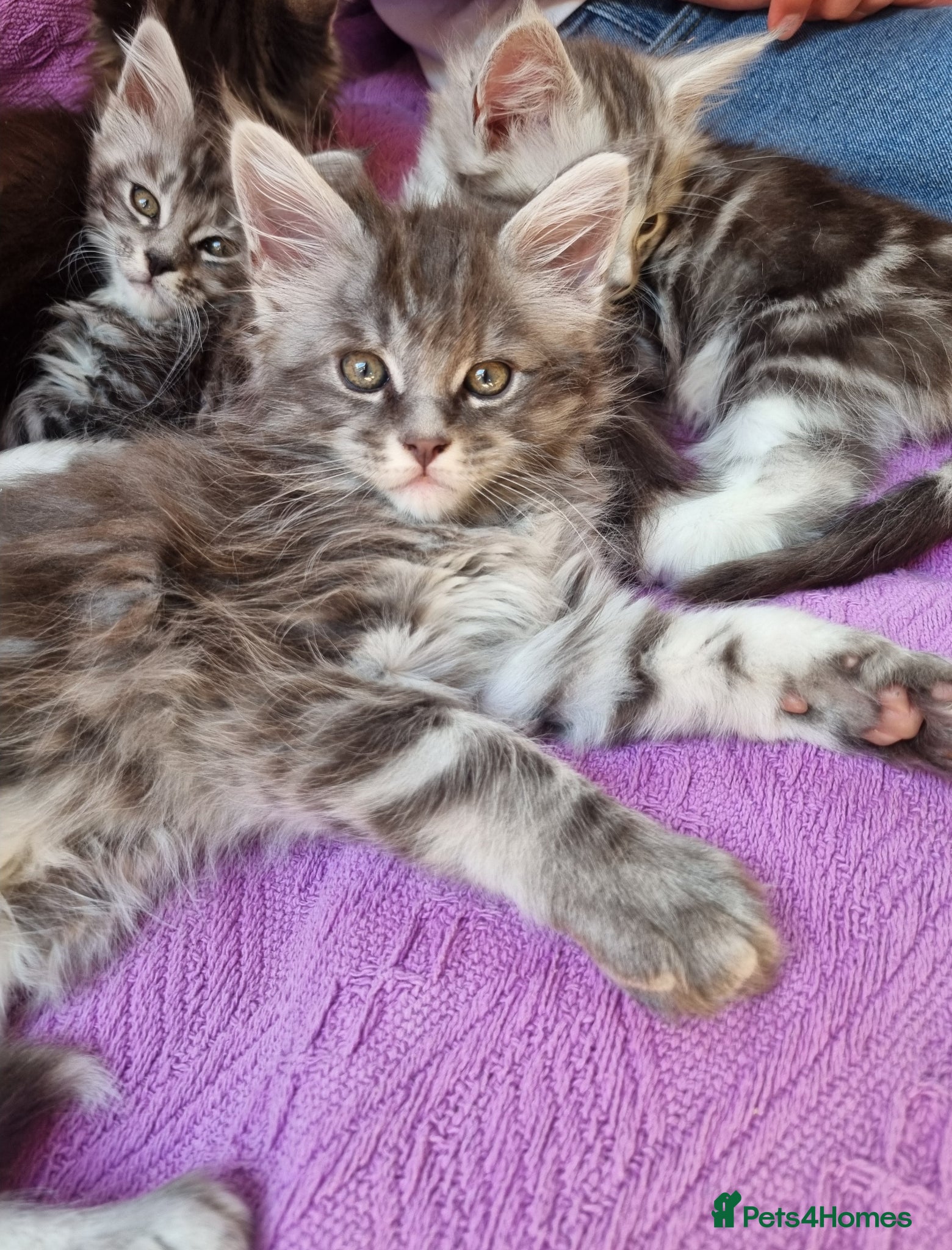 Maine Coon cats Maine Coon Kittens  - Advert 2