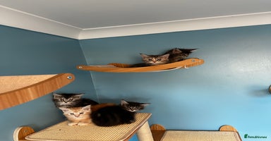 Maine Coon cats - Advert 6