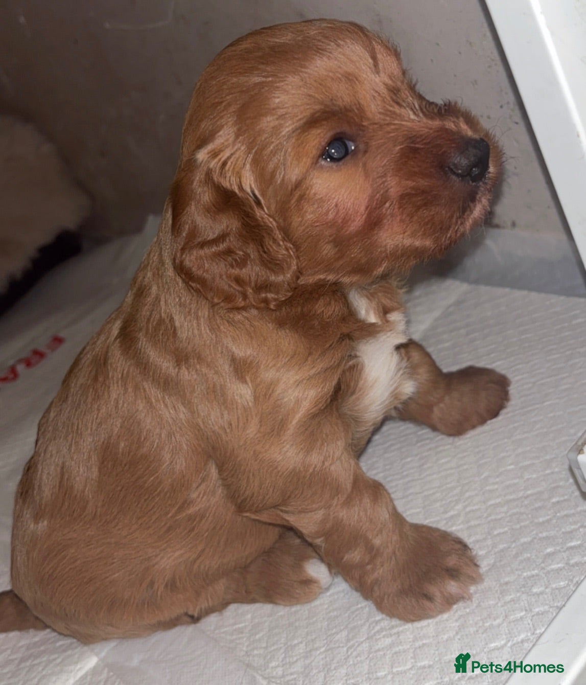 Cockapoo dogs Cockerpoo  - Advert 7