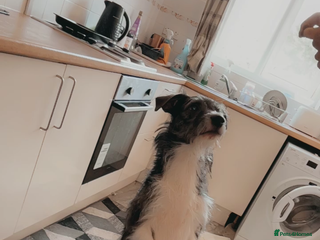 Mixed Breed dogs - Advert 23