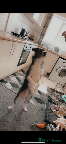 Mixed Breed dogs - Advert 3