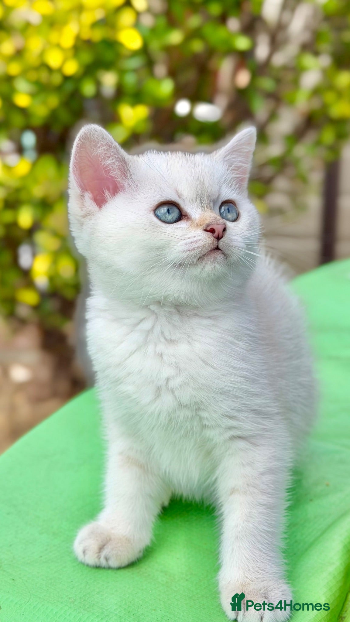 Mixed Breed cats Beautiful Silver Shaded Scottish Straight boy - Advert 2
