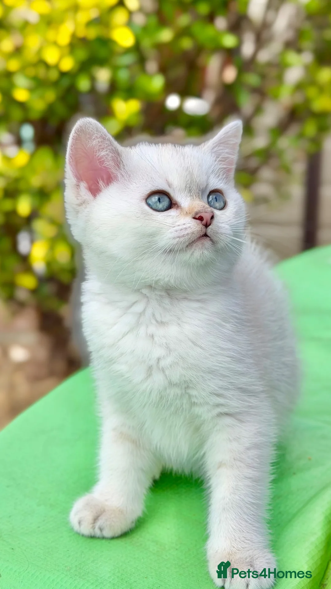 Mixed Breed cats for sale: Beautiful Silver Shaded Scottish Straight boy in Sutton - Advert 1