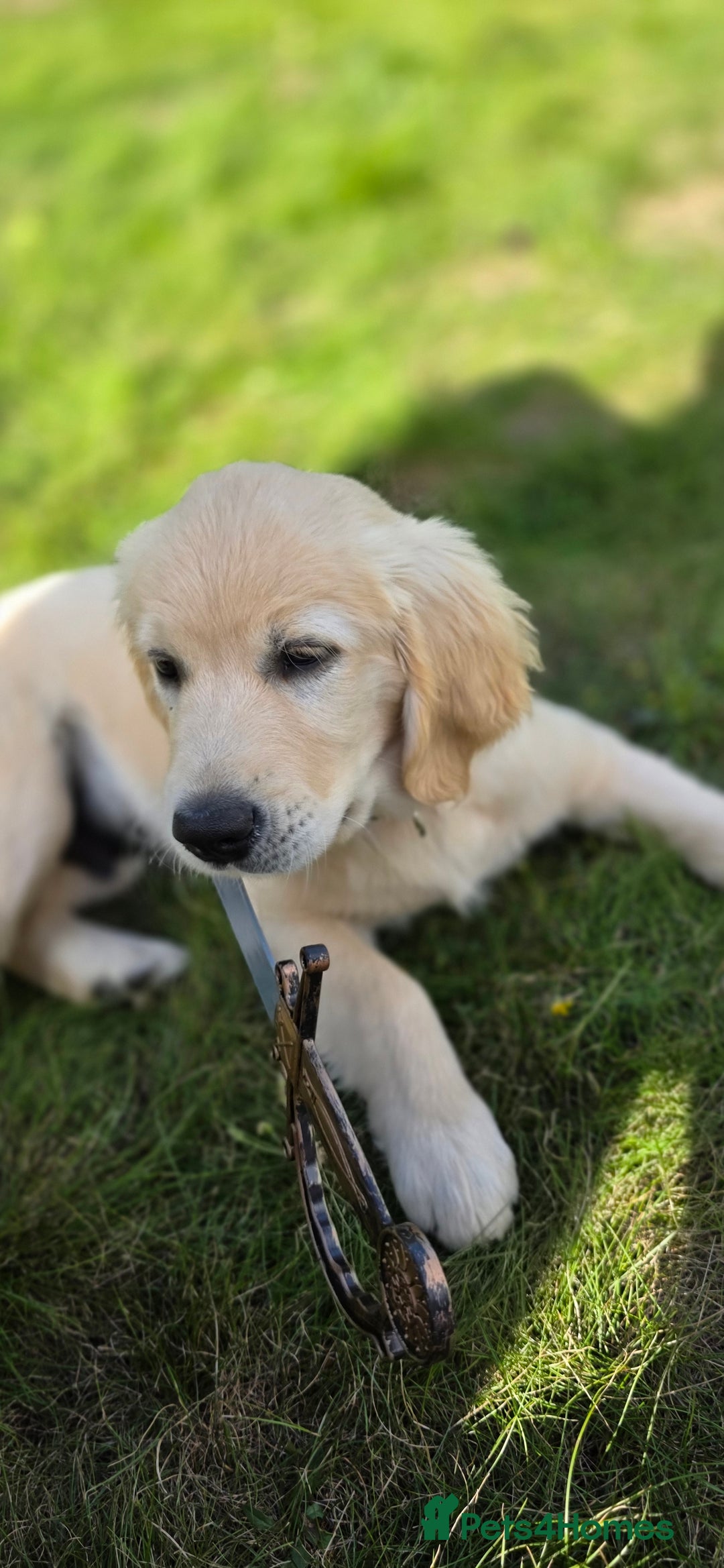 Golden Retriever dogs for sale: 13Week Golden Ret Puppy Healthy, LovingHome Needed - Image 2