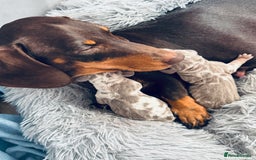 Miniature Dachshund dogs for sale: Beautiful rare miniature dachshund puppies - Image 3