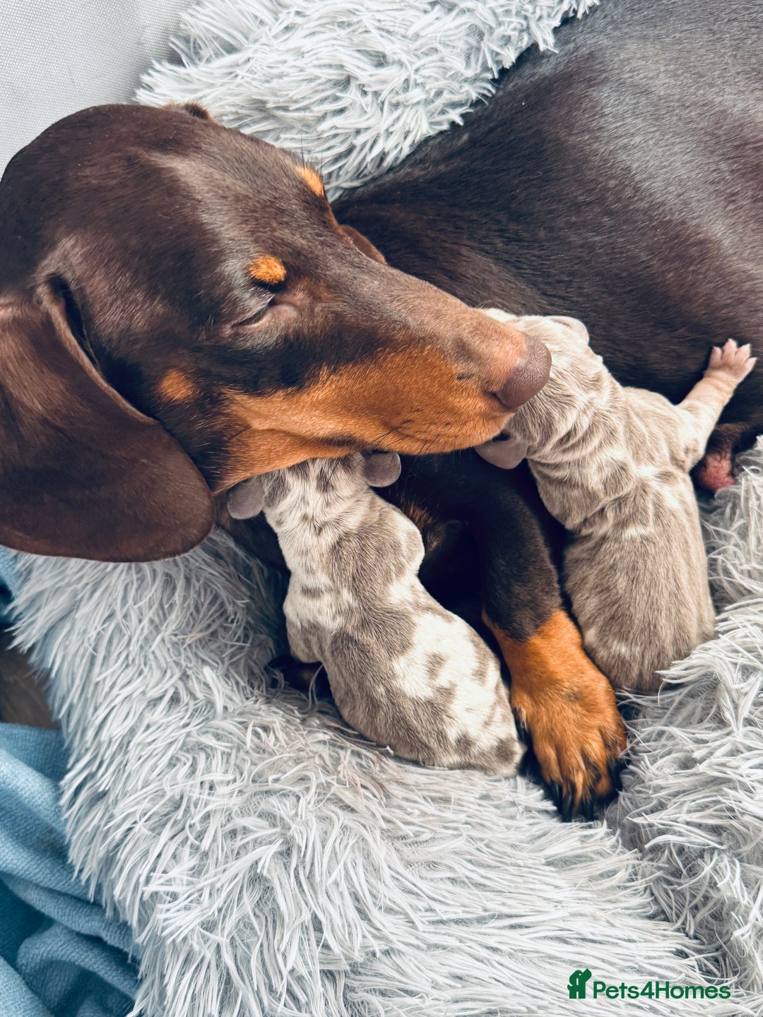Miniature Dachshund dogs for sale: Beautiful rare miniature dachshund puppies - Image 3