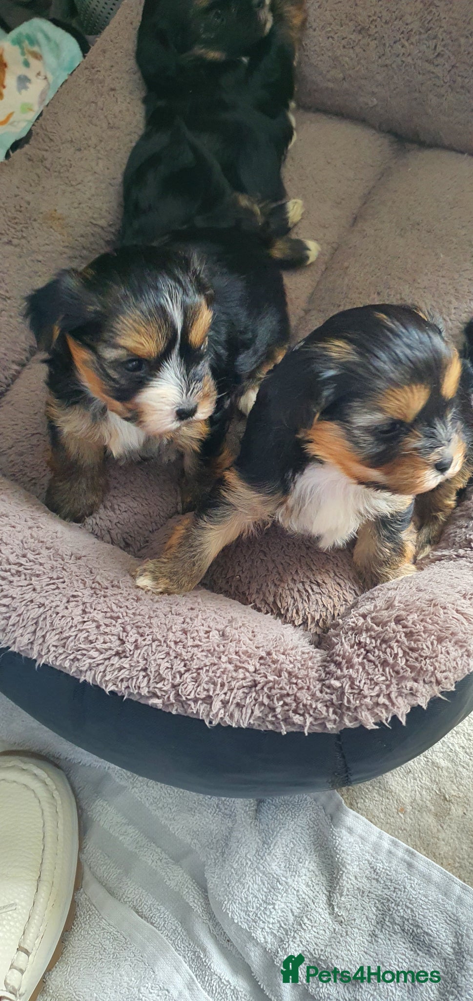 Morkie dogs Adorable Morki Babies  - Advert 3