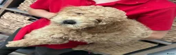 Goldendoodle dogs for sale: Last mini goldendoodle girl - Advert 1