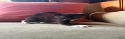 Mixed Breed cats for sale: Mixed Kittens for sale - Advert 2