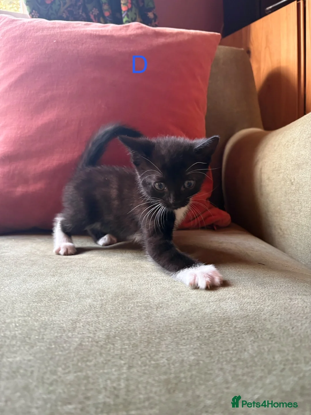 Mixed Breed cats for sale: Mixed Kittens for sale - Advert 2