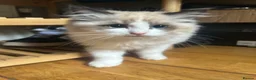 Ragdoll cats for sale: 2 ragdoll girls looking for their forever homes💞 - Advert 19