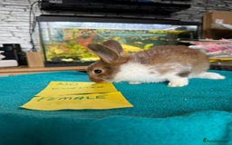English rabbits for sale: Rabbits for sale , various sexes avaliable  - Image 12