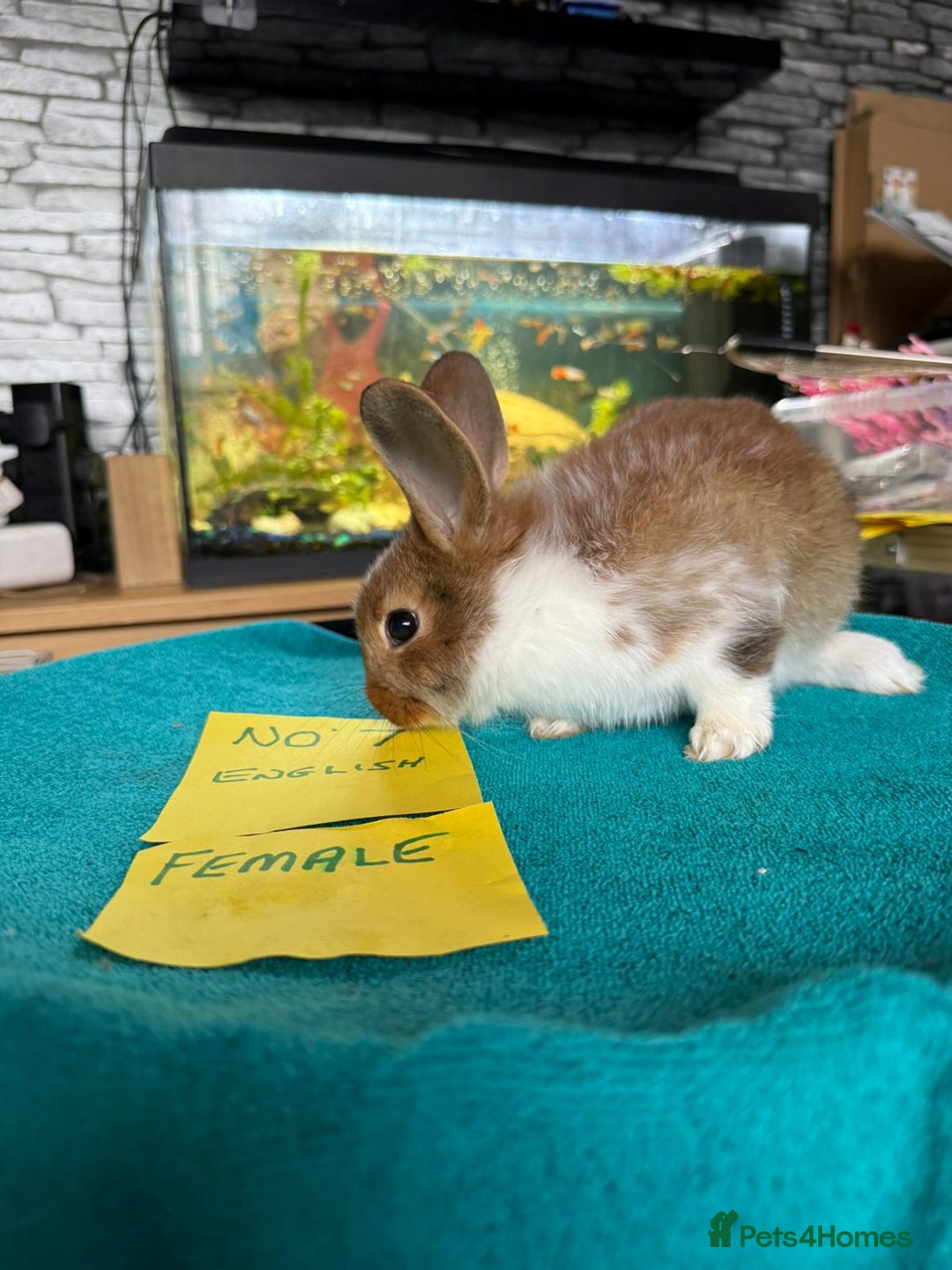 English rabbits for sale: Rabbits for sale , various sexes avaliable  - Image 12