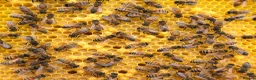 Mixed Breed invertebrates for sale: 6 Frame Overwintered National Nucleus of Bees 2027 - Advert 12