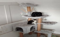 Mixed Breed cats for sale: Kittens 11 weeks - Image 5