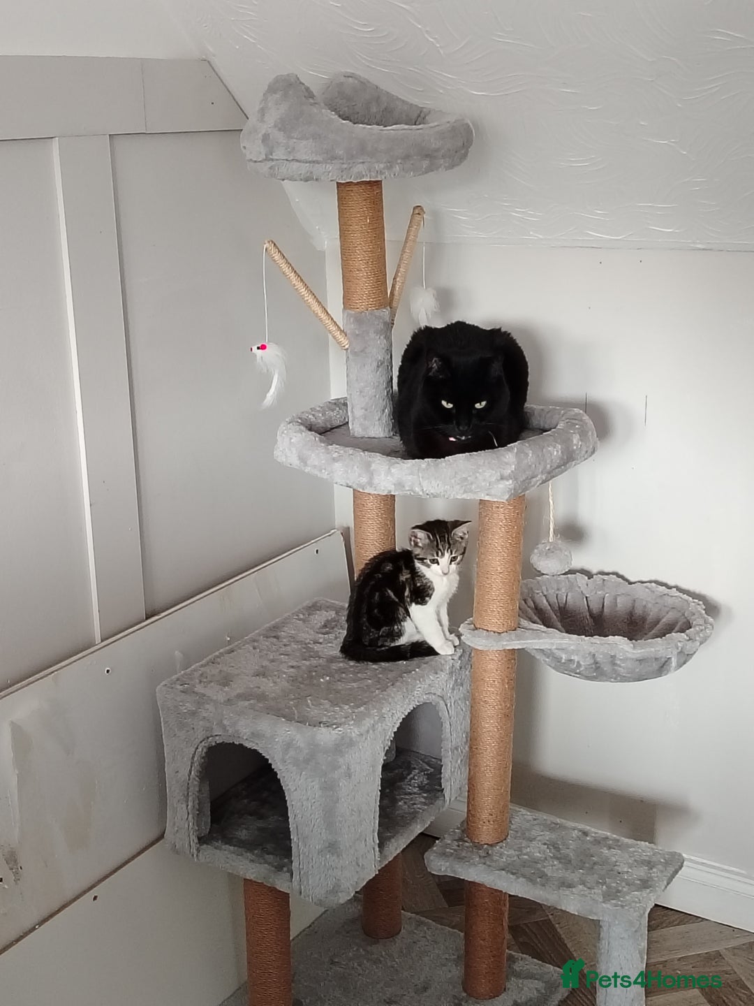 Mixed Breed cats for sale: Kittens 11 weeks - Image 5