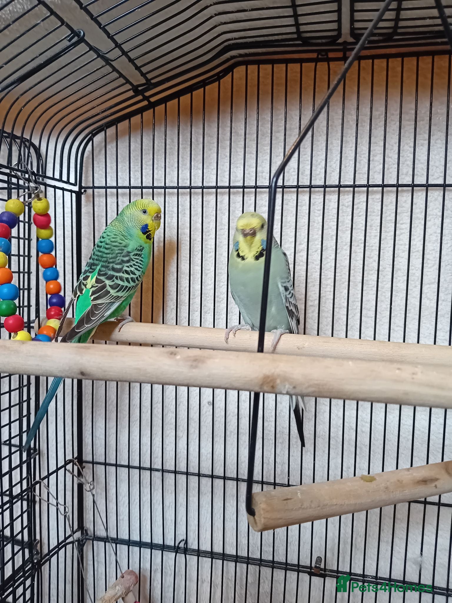 Budgerigars birds Two lady budgies ready for a new home - Advert 2