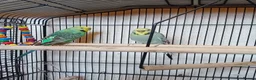 Budgerigars birds for sale: Two lady budgies ready for a new home - Advert 1