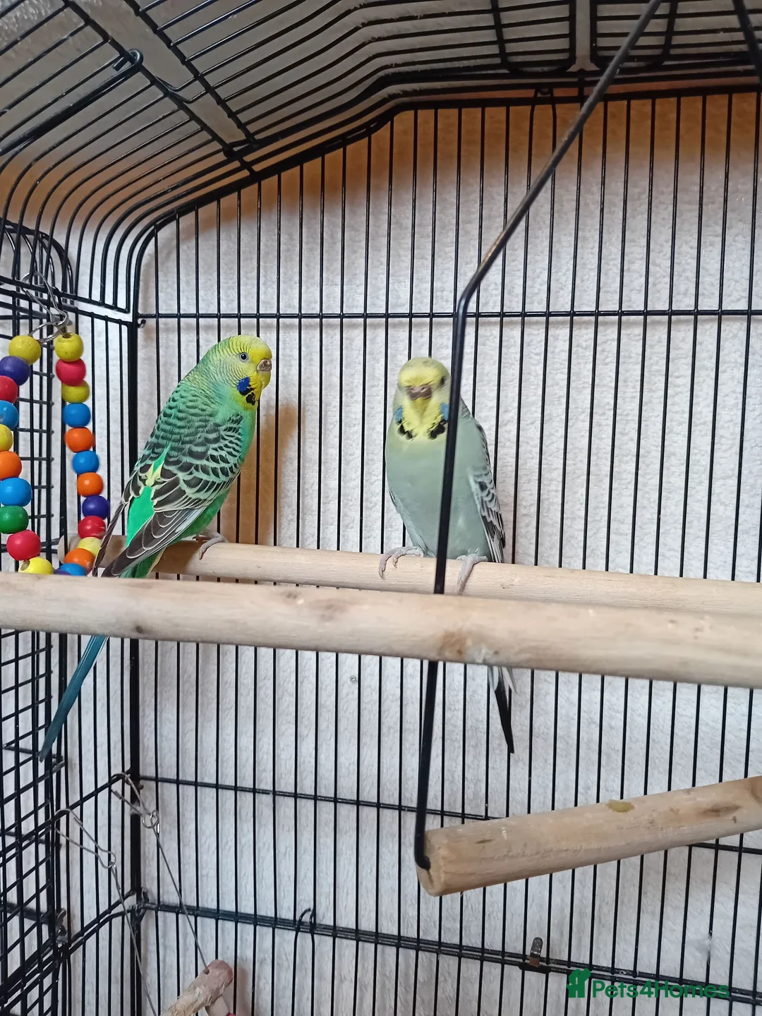Budgerigars birds for sale: Two lady budgies ready for a new home - Advert 1