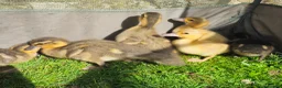 Ducks poultry for sale: 6 call ducklings 2 weeks old - Advert 3
