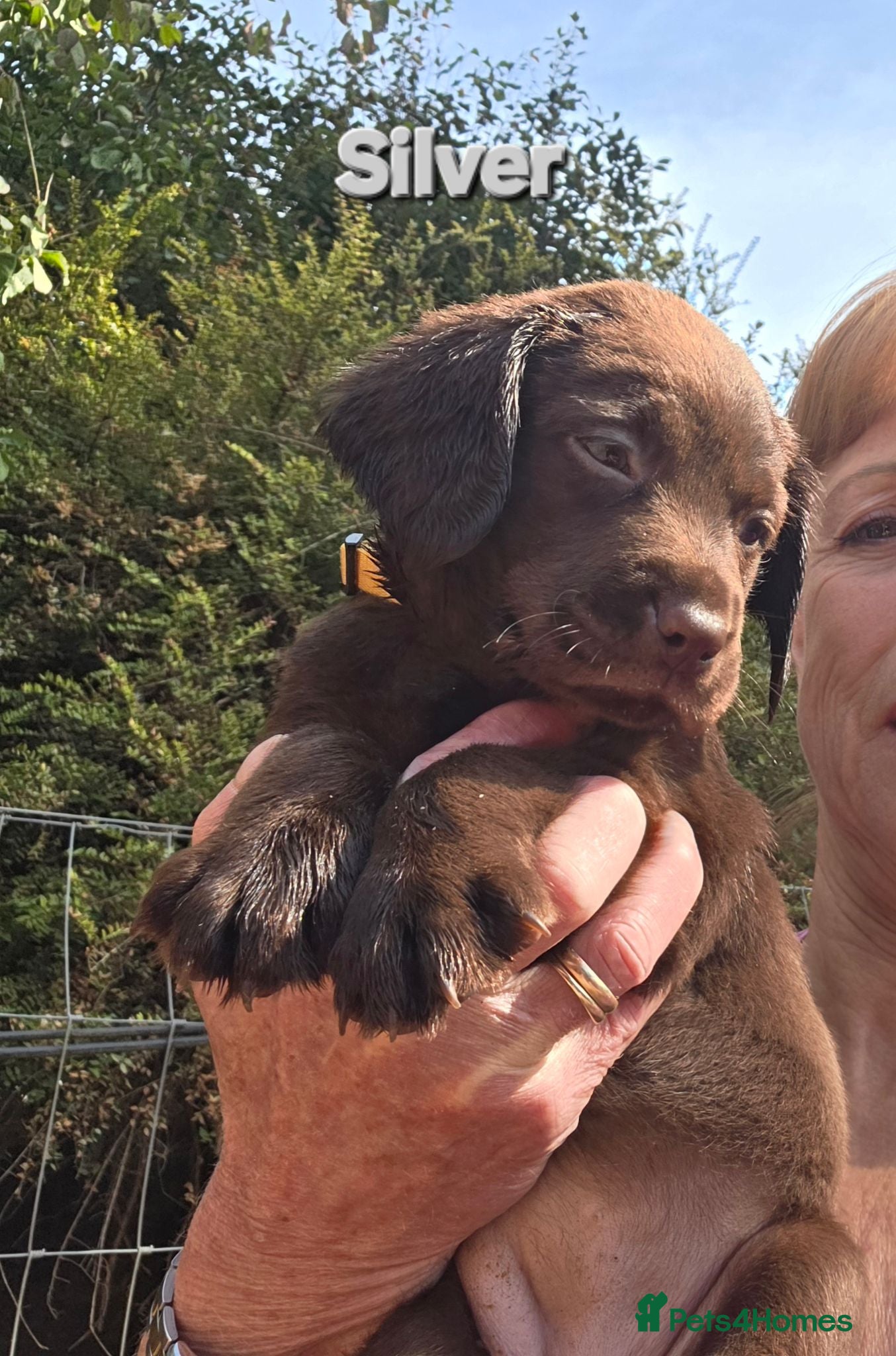Cockerdor dogs Beautiful chocolate Springador puppies  - Advert 2