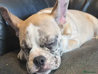 French Bulldog dogs 7 month old Frenchie/pocket - Advert 16