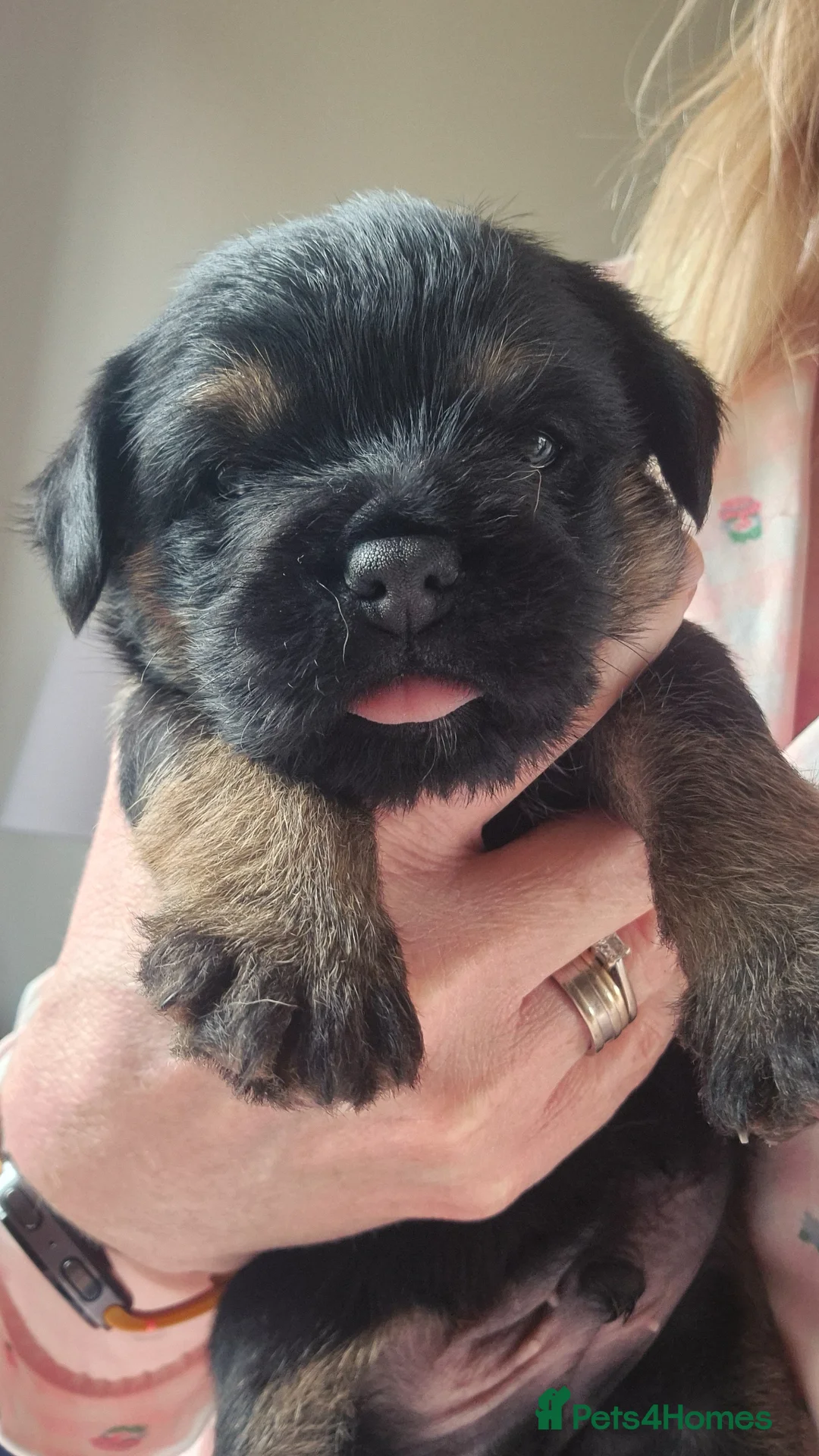 Border Terrier dogs for sale: KC Reg. Blue & Tan Border Terrier Puppy For Sale in Maidstone - Advert 2