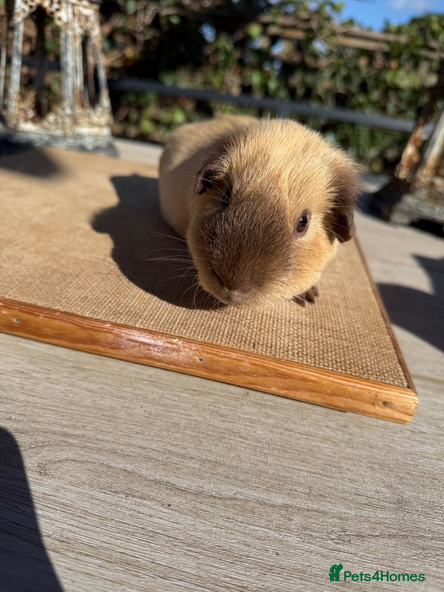 Guinea Pig rodents Pure bred California & Swiss guineapigs  - Advert 6