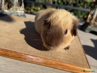 Guinea Pig rodents Pure bred California & Swiss guineapigs - Advert 6