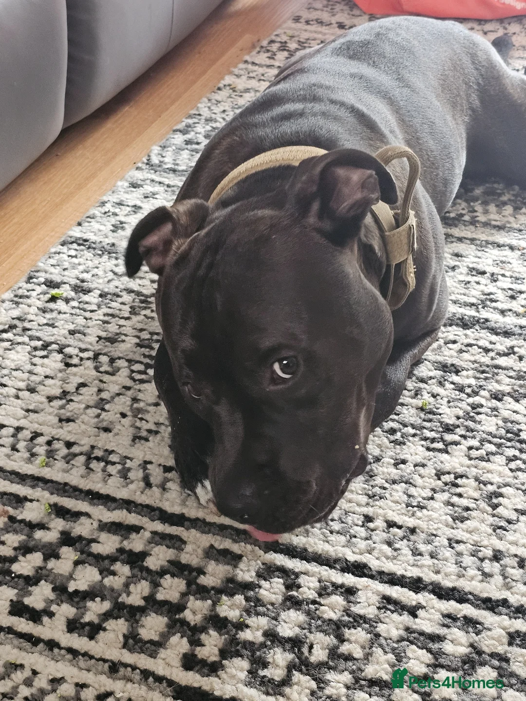 Mixed Breed dogs for sale: Amstaff /staffy  - Advert 1