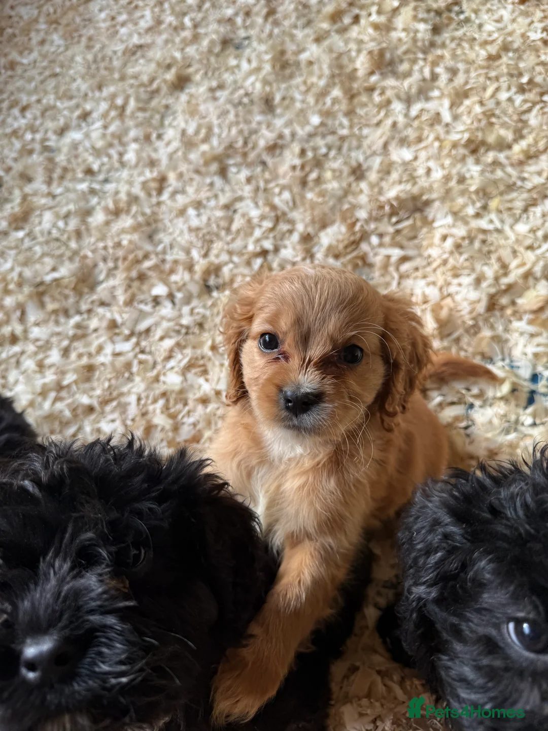 Mixed Breed dogs for sale: Lovely Cavapoos READY NOW apricot and black/white  - Advert 6