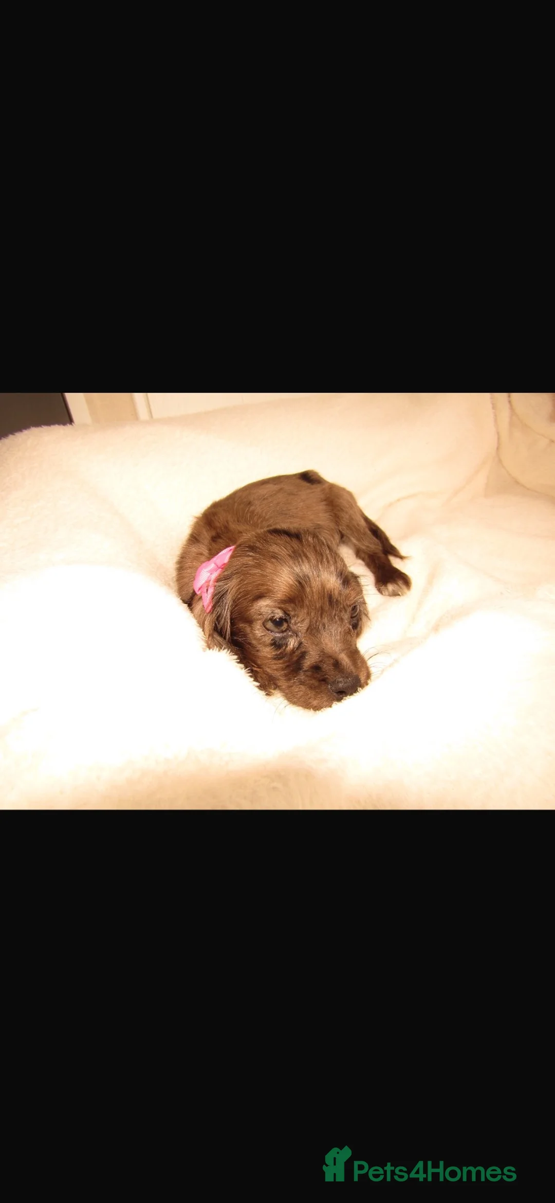 Cocker Spaniel dogs for sale: Cocker spaniel puppies  - Advert 18