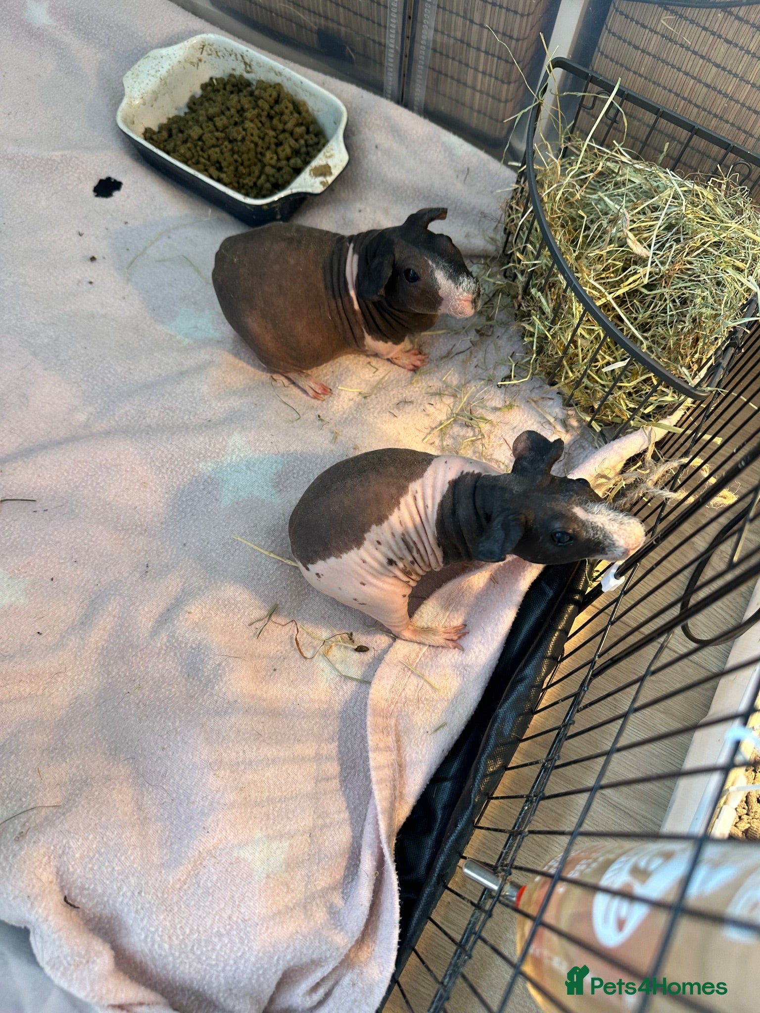 Guinea Pig rodents 2x female skinny pigs for sale - Advert 1