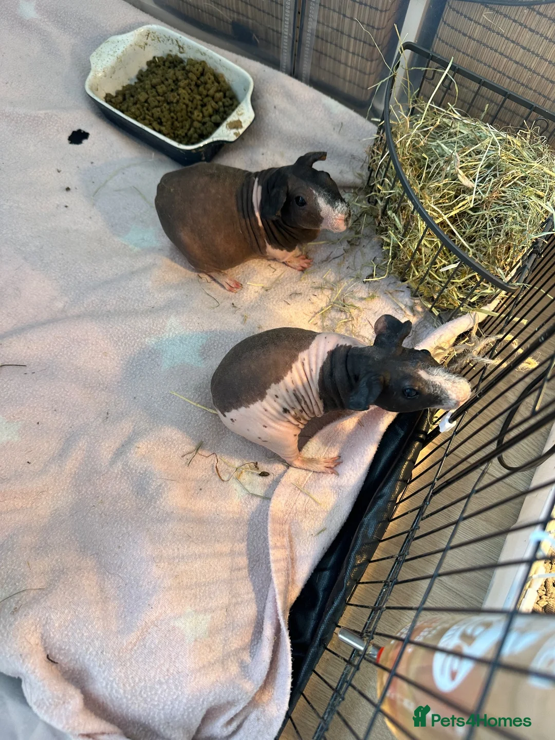 Guinea Pig rodents for sale: 2x female skinny pigs for sale in Thetford - Advert 1