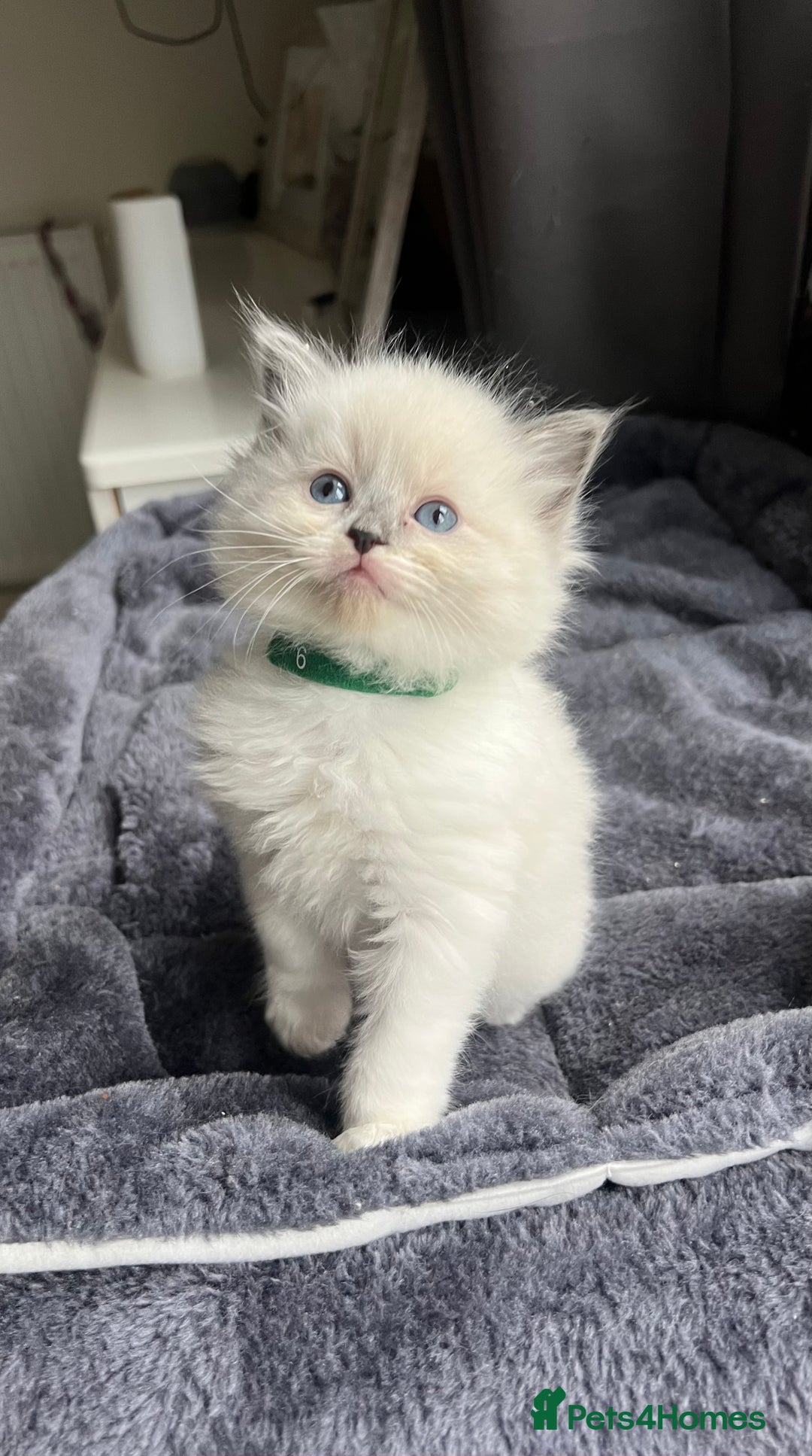 Ragdoll cats for sale: 🩷5 Blue Bi-colour Ragdoll girls🩷 - Advert 5