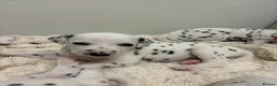 Dalmatian dogs for sale: Dalmatian puppies - Advert 38