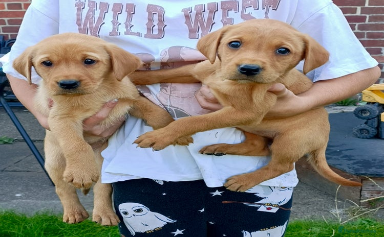 Labrador Retriever dogs - Advert 11