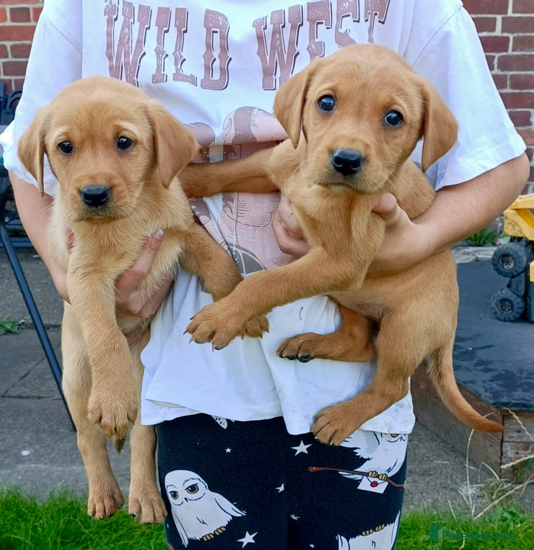 Labrador Retriever dogs for sale: Working Labrador pups  - Image 1