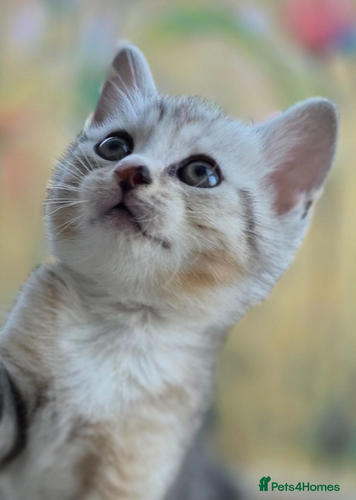 British Shorthair cats Gorgeous British Shorthair Cross kittens - Advert 2