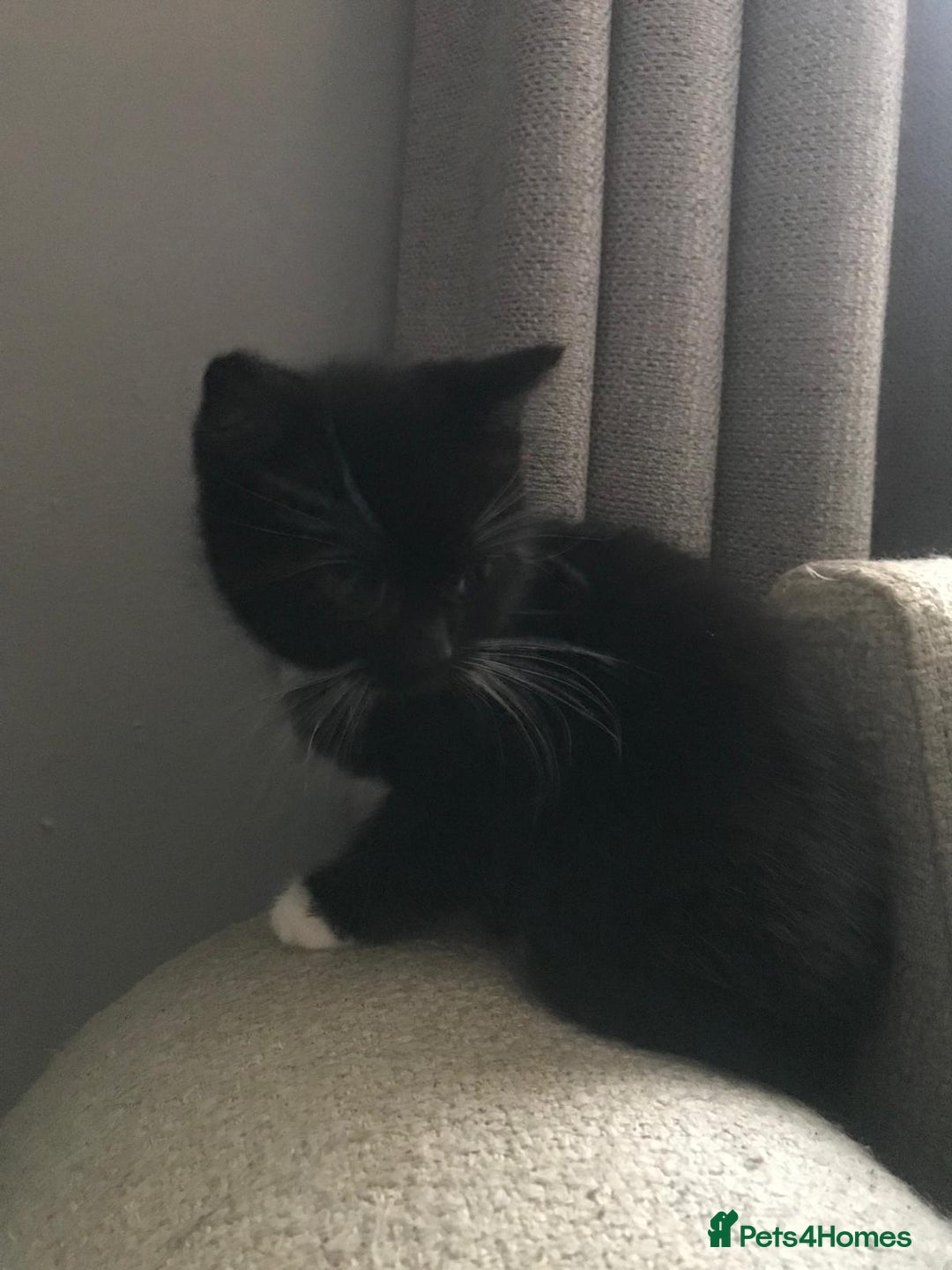 Mixed Breed cats for sale: Male black and white kitten  - Advert 6