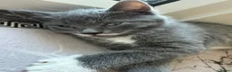 British Longhair cats for sale: Storm and niggle in Eastbourne - Advert 5