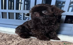 Shih Tzu dogs for sale: Stunning KC chocolate imperial Shihtzu puppies - Image 29