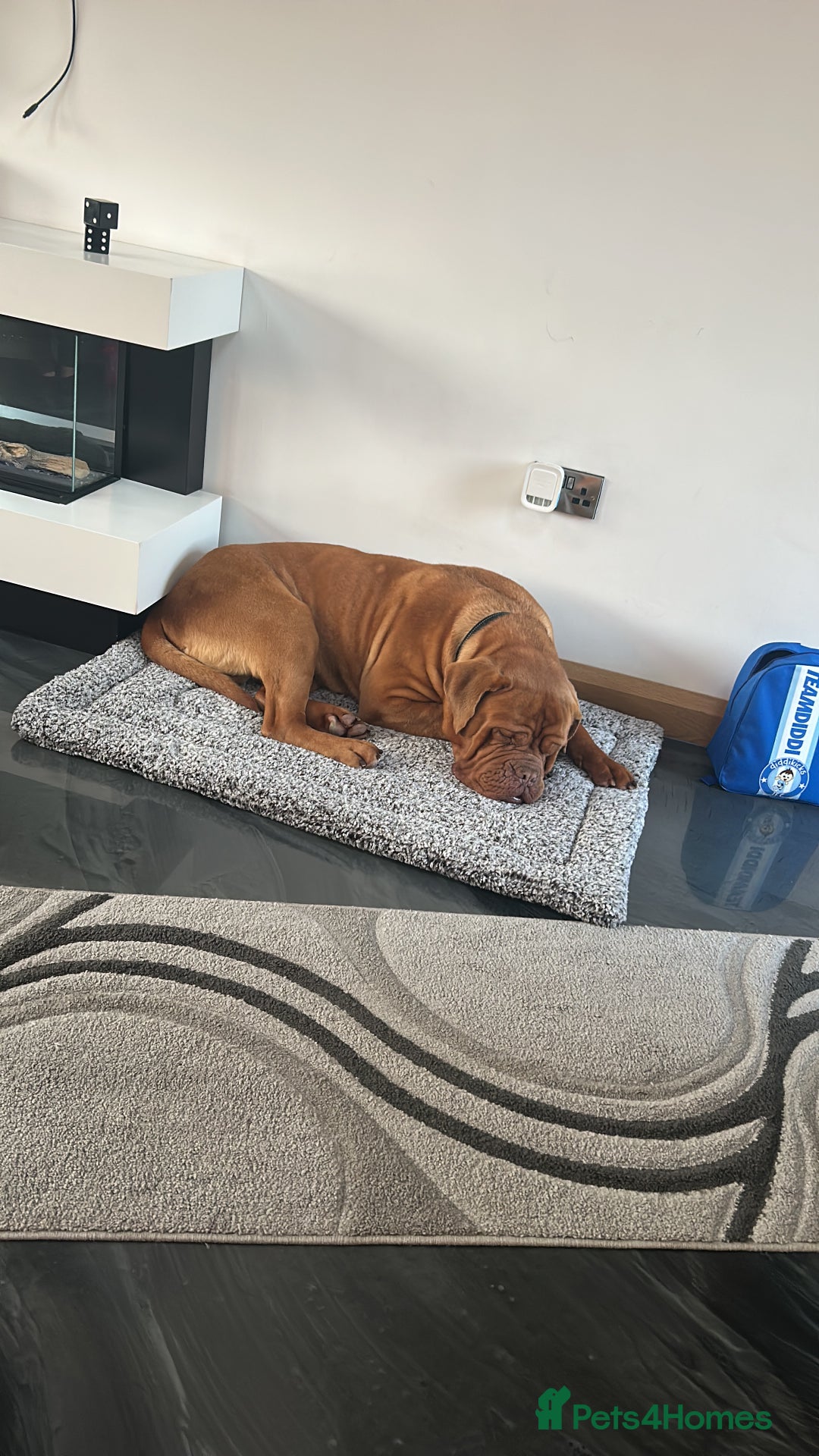 Dogue De Bordeaux dogs for sale: dog de bordeaux looking to be re homed - Image 4
