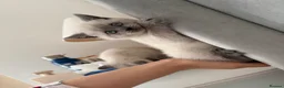 British Shorthair cats for sale: Stunning Pedigree Kittens | DNA Clear in Glasgow - Advert 11