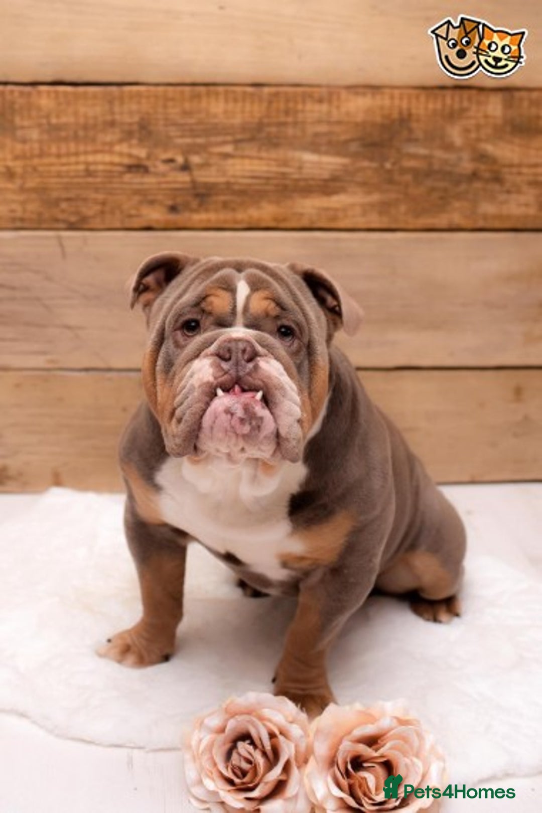 English Bulldog dogs for stud: BURT LILAC TRI STUD KC REGISTERED HEALTH TESTED in Wisbech - Advert 2