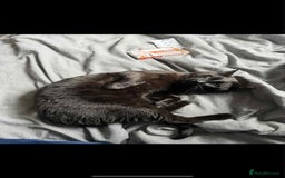 Mixed Breed cats for sale: Brothers looking for loving home  - Image 8